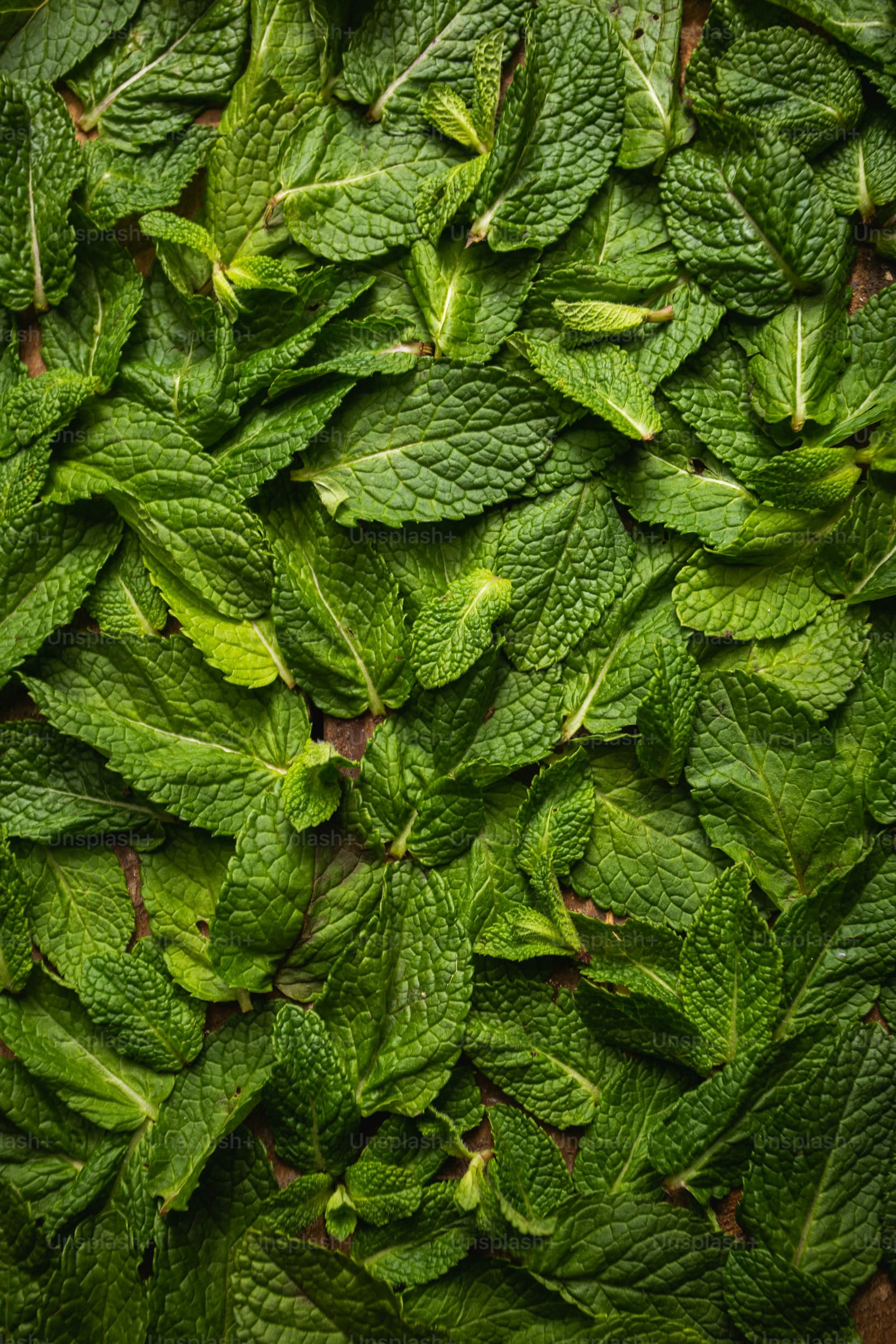Mint leaves